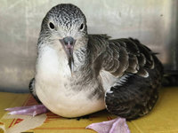 大水薙鳥現新北候車亭　疑迷航脫水動保處照護野放