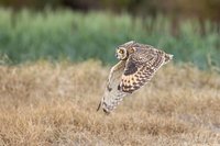 衛星追蹤傷癒猛禽蹤跡　金門多元地景有助保育