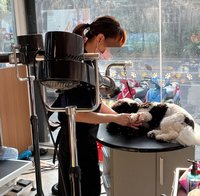 犬貓美容契約上路 北市動保處3/16查核552家業者
