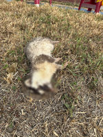 春日出現狂犬病鼬獾　屏東2026年首例