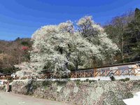 春遊觀霧賞花趣　「霧社櫻王」花開近8成