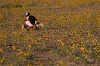 北美最乾燥之地繁花錦簇　加州死谷金色花毯十年一遇
