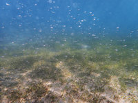 淨零排放藍碳不可缺　實際應用仍欠驗證制度