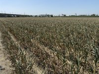 葉蟎、薊馬侵害雲林蒜田　藍營立委關切促保價收購