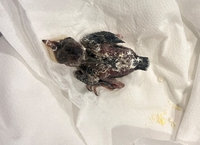繁殖期發現落單幼鳥　北市動保處籲3不原則