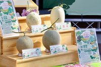 台南洋香瓜進入產季　好時節系列活動22日登場