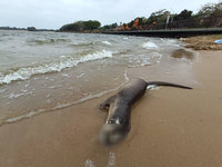 讓水獺成為金門日常風景 環團籲減太湖工程觀光干擾