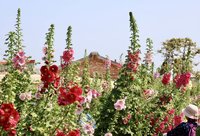 台南學甲蜀葵花文化節開幕　構築多層次五彩花毯