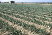 洋蔥採收順暢　中部將進尾聲、屏東4月接力供應