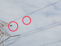 無人機侵擾東方白鸛　鳥友撻伐籲勿干擾育雛