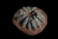 科博館團隊還原7千萬年前場景　揭竊蛋龍孵蛋之謎