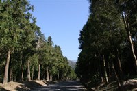 獎勵造林2.0見成效　年增2千公噸二氧化碳吸存量