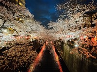 台韓人旅日大幅增加　分析：中國遊客銳減無災難性影響