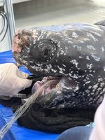 宜蘭梗枋救援受困革龜  移除長網後仍不幸死亡