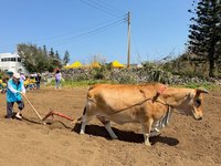 黃牛犁田種花生再現　澎湖湖西食農教育扎根幼兒園童