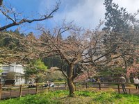 火災不影響賞花  阿里山遊樂區櫻王預計25日盛開