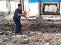 苗栗農改場去化雞糞　黑水虻加分解菌減量達50%