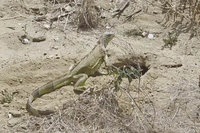 民宅旁空地見綠鬣蜥巢穴　南市府安排委外廠商巡查