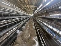 彰化芳苑鄉蛋雞場染禽流感 清場撲殺逾6萬隻