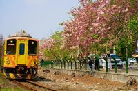 彰化二水花旗木沿鐵道盛開　搭台灣好行輕鬆賞花