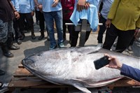 屏東迎黑鮪魚季　第一鮪認定條件增去鰓、起鉤錄影