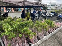 打造韌性島嶼  林保署和東管處贈8百株綠島原生樹苗