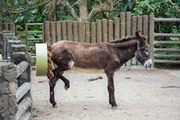 北市動物園兒童節優惠　國小以下學童免費入場