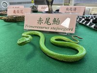 每年近千人遭蛇吻　疾管署提醒「五要五不」原則