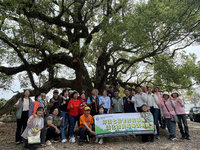 南投草屯坪頂七股神木擺脫雀榕寄生　重現生機