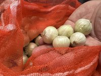 花蓮壽豐特色農作火蔥  農會辦桌入菜呈現原民風