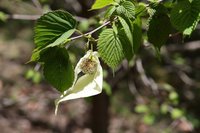 鴿子樹兩岸交流象徵  碧綠溪春末賞花焦點