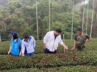 少雨衝擊竹山鹿谷春茶收成　爭取農業天災救助