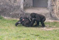 北市動物園探索非洲猩猩單元登場 兒童節享優惠