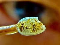 陳逢顯毫芒雕刻展極限　0.2公分金蟹感謝新店溪復育