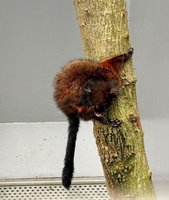 新北野生動物救傷中心  模擬棲地提升成效