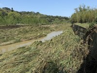 苗縣沙河溪溢淹民宅 村長：顧國寶魚棲地更要顧人命