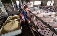 台灣重返非洲豬瘟非疫國　總統：持續強化防疫韌性