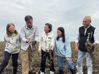 春雨驟降導致蒜頭田間開瓣　雲林爭取災害救助