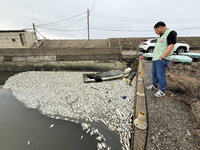 彰化王功大量魚群死亡　初判水中溶氧量過低