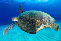 研究：小琉球海龜約15%曾受傷　癒合平均需1年半
