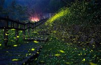 雨後夜晚螢火蟲大爆發  嘉義山區4月賞螢季開跑