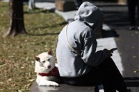 寵物用藥新制7月上路　藥師公會籲防檢署完善配套