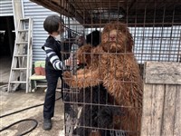 嘉義縣黑心繁殖狗場10犬疑遭割聲帶　飼主裁罰送辦