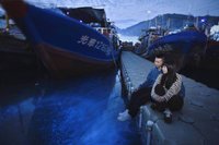 馬祖藍眼淚登場　多管道方便民眾「追淚」