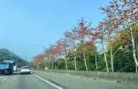 新北春日限定木棉花海綻放　三峽深坑中和等地盛開
