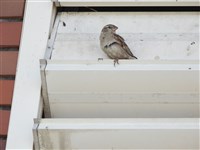 外來種家麻雀屏東車城又現蹤　鳥會籲留意通報