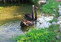 台中后里環保公園蓮花盛開　黑天鵝將進駐增亮點
