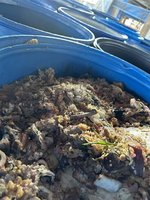 彰化芬園2豬場廚餘養豬　移動管制最高罰400萬