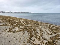 澎湖潮間帶布滿各式海藻　為岸際增美麗色彩