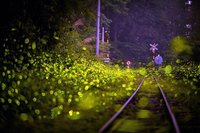 4、5月賞螢最佳時機  嘉縣府精選23處賞螢秘境